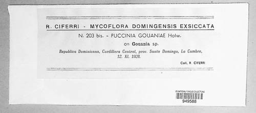 Puccinia gouaniae image